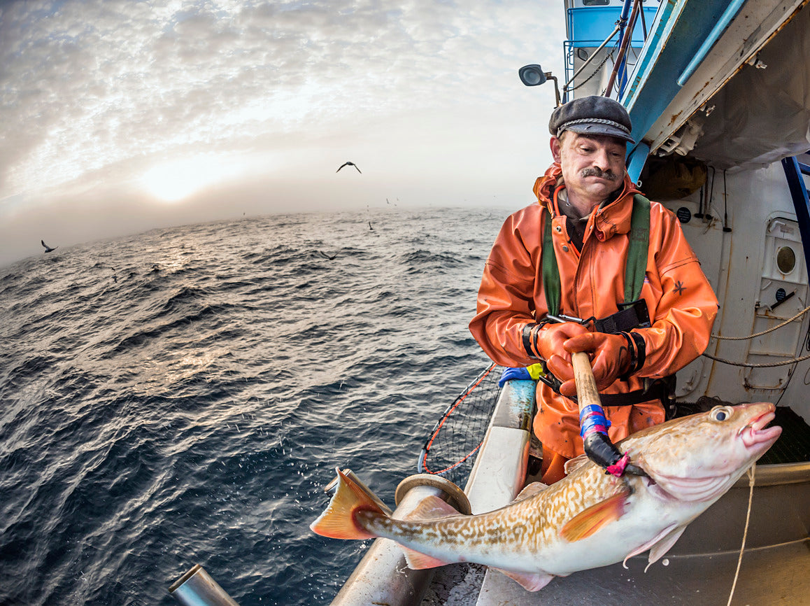 Pacific Cod Share - 20 lbs.